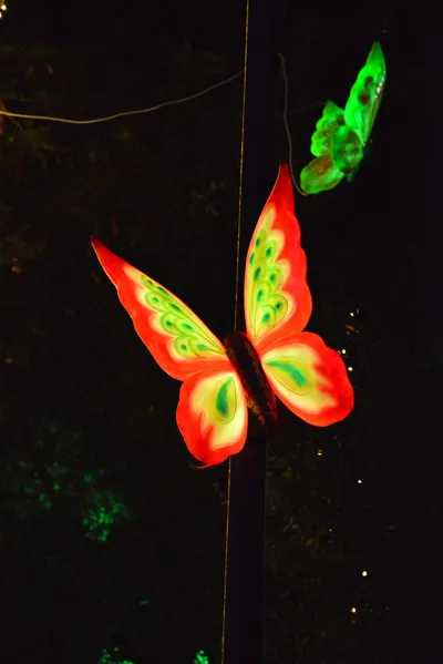 DSC_7000 (Large).JPG